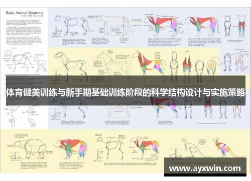 体育健美训练与新手期基础训练阶段的科学结构设计与实施策略