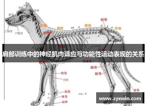 肩部训练中的神经肌肉适应与功能性运动表现的关系